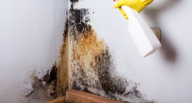 Remove mold from walls